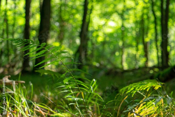 Obraz Waldboden Farn Gras