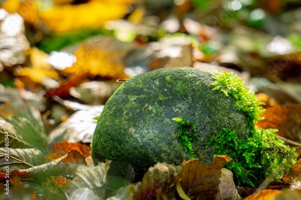 Obraz Waldboden Stein
