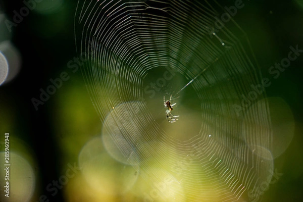 Obraz Spinne im Netz