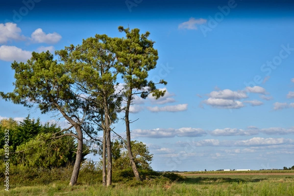 Obraz tree on the hill