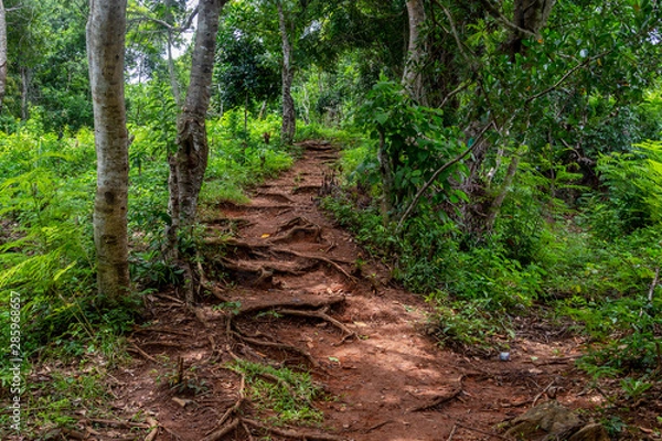 Obraz Path through the rainforest of Lokobe nature strict reserve in Madagascar, Nosy Be, Africa