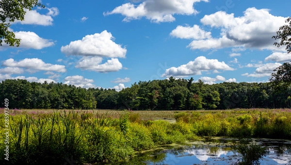 Obraz green forest with a lake, white clouds, and a beutiful blue sky