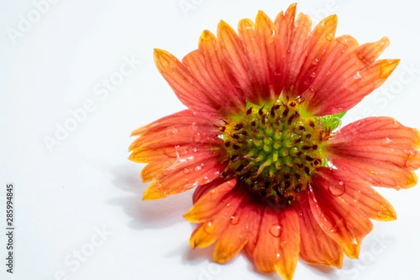 Fototapeta orange flower