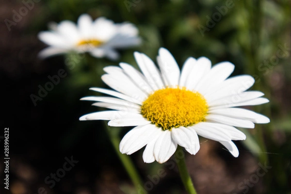 Obraz Daisy In Summer