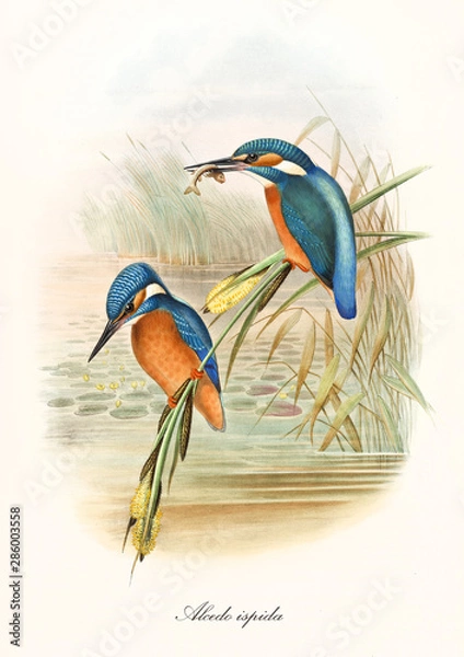 Obraz Dwa zimorodki stojące na roślinności wodnej, jeden z nich z rybą w długim dziobie. Stara ilustracja zimorodka zwyczajnego (Alcedo atthis). John Gould publ. W Londynie 1862 - 1873