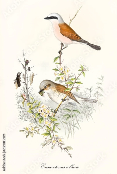 Obraz Kilka białych i pomarańczowych ptaków jedzących owady na jednej gałęzi. Stare kolorowe i szczegółowe ilustracji gąsiorka (Lanius collurio). John Gould publ. W Londynie 1862 - 1873
