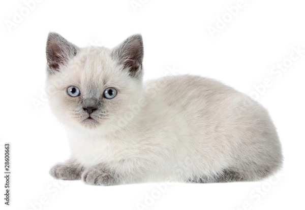 Obraz British kitten, isolated.