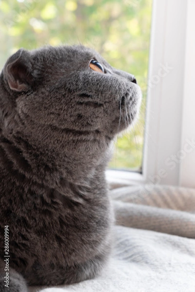 Fototapeta a ray of light in the cat's eyes