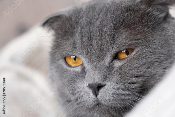 Fototapeta the brutal look of a cat