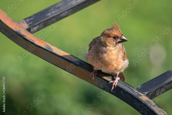 Obraz Cardinal - female