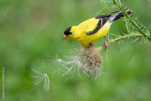 Obraz Goldfinch on Thistle