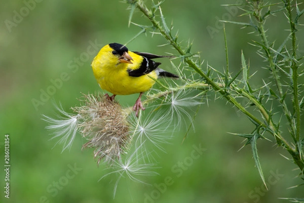 Obraz Goldfinch