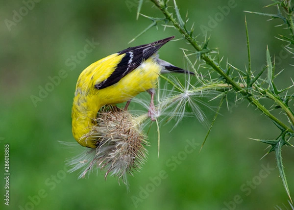 Obraz Goldfinch eating