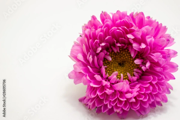 Fototapeta Pink Flower