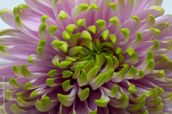 Fototapeta Chrysanthemum