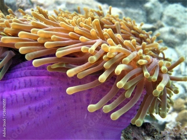 Fototapeta anemone 