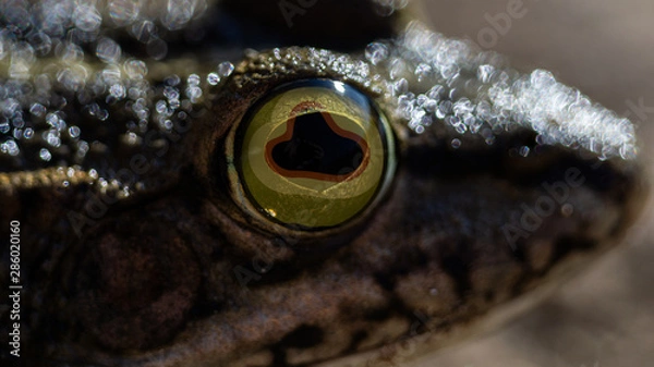 Fototapeta Hyonorana