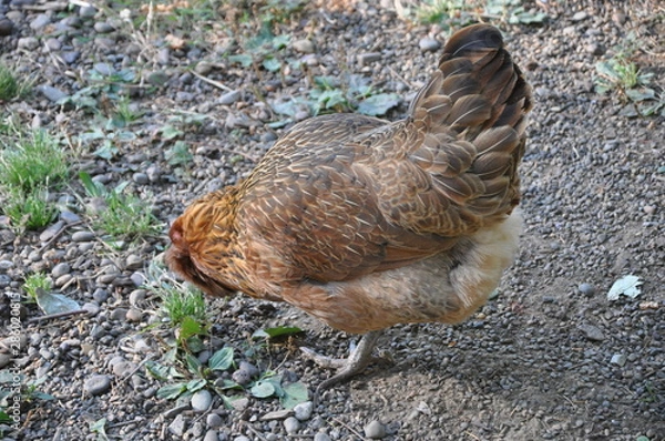 Obraz Rhode Island Red Chicken