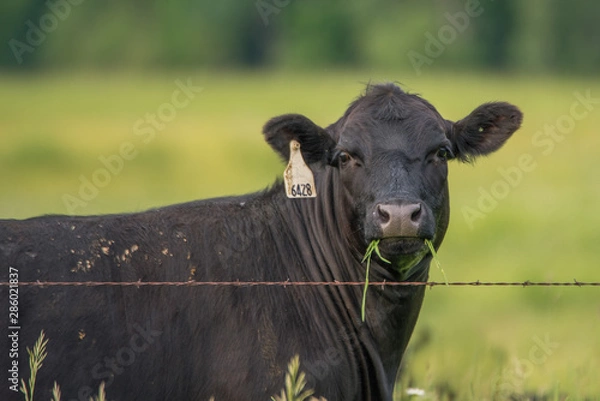 Obraz Cow Eating Grass