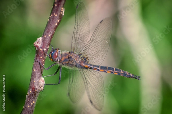 Obraz Dragonfly on Tree Branch