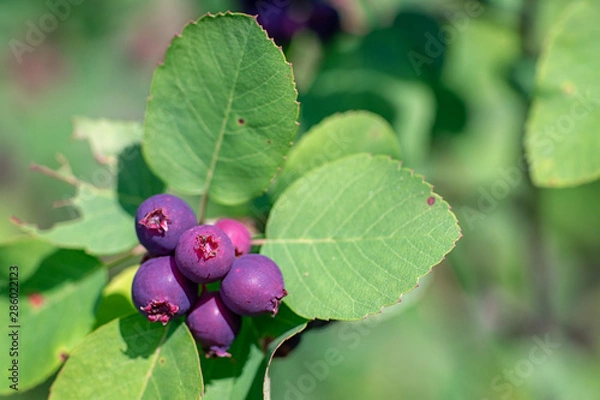 Obraz Juneberry Fruit and Leaves