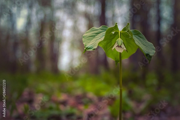 Obraz Nodding Trillium on Forest Floor
