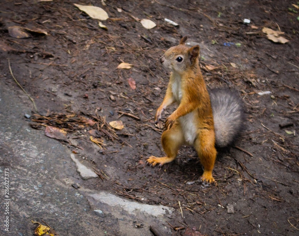 Fototapeta Beautiful red squirrel in the forest and on the tree. 