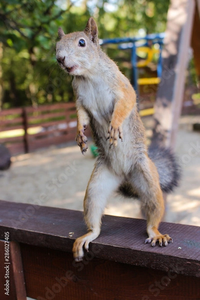 Fototapeta Beautiful red squirrel in the city on the playground. 