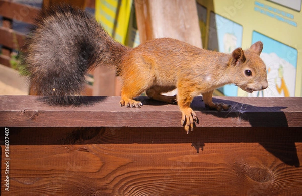 Fototapeta Beautiful red squirrel in the city on the playground. 