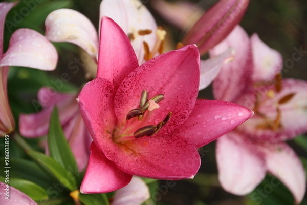 Fototapeta Purple Day Lily, U of A Botanic Gardens, Devon, Alberta