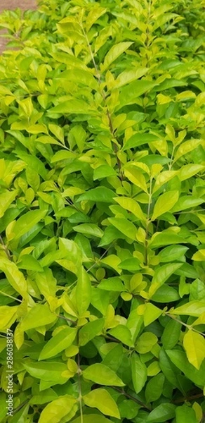 Fototapeta A different Green