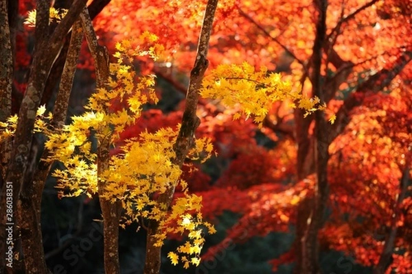 Fototapeta 朝の公園の秋の風景です。