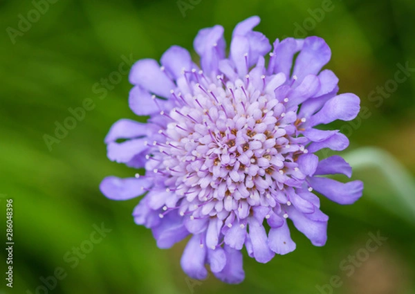 Obraz Scabious Butterfly Blue