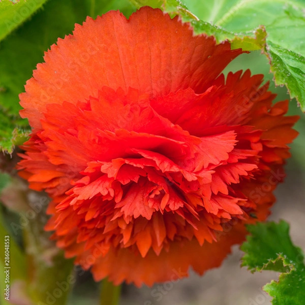 Fototapeta Trailing Begonia