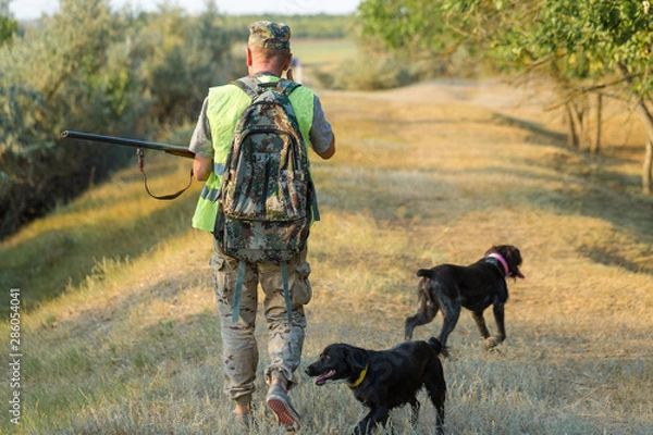 Fototapeta Hunting period, autumn season open. A hunter with a gun in his hands in hunting clothes in the autumn forest in search of a trophy. A man stands with weapons and hunting dogs tracking down the game.