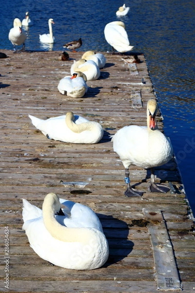 Obraz White candid swan