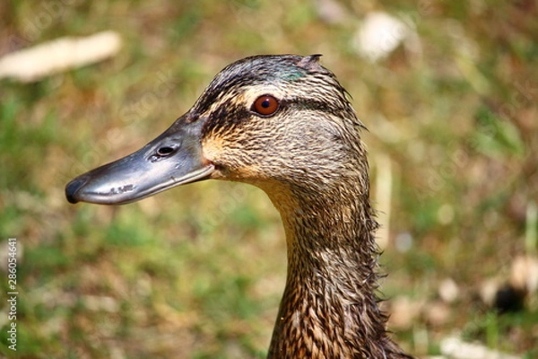 Obraz Wild duck portrait