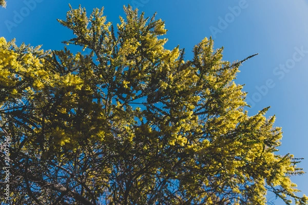 Obraz native Australian wattle tree about to bloom