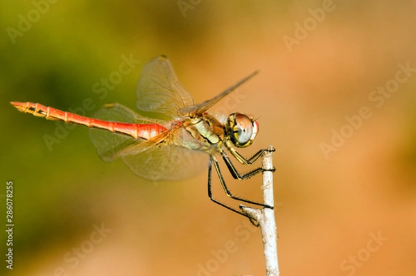 Fototapeta dragonfly on leaf