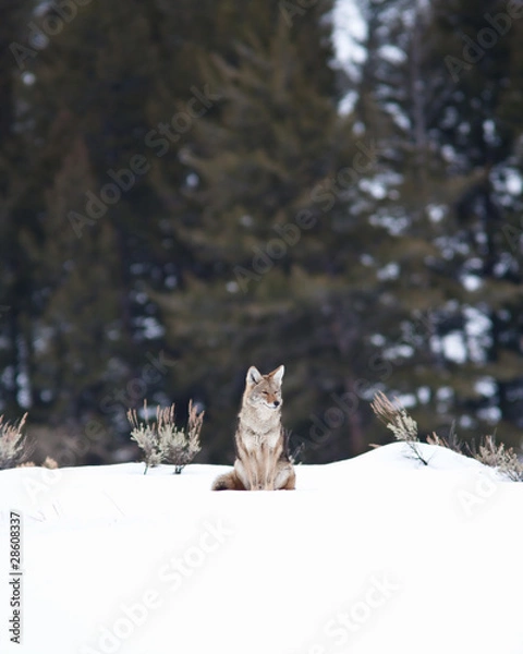 Obraz Coyote during winter
