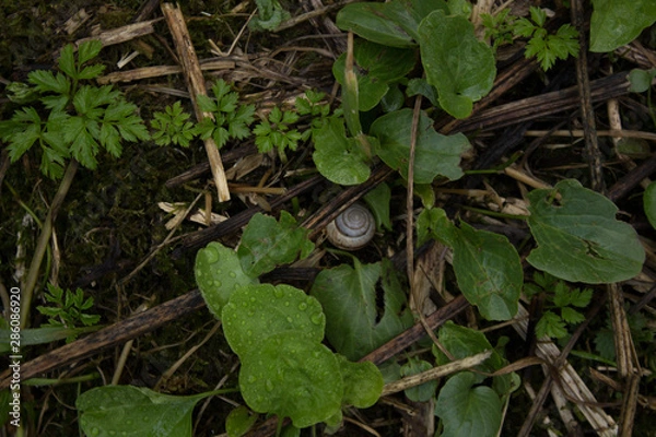 Obraz młode rośliny w ogrodzie
