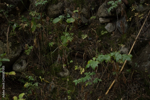 Obraz stream in the forest