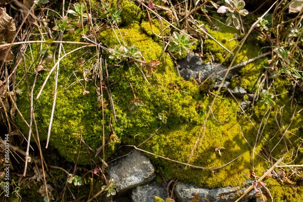 Obraz stream in forest