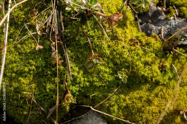 Obraz tree in forest
