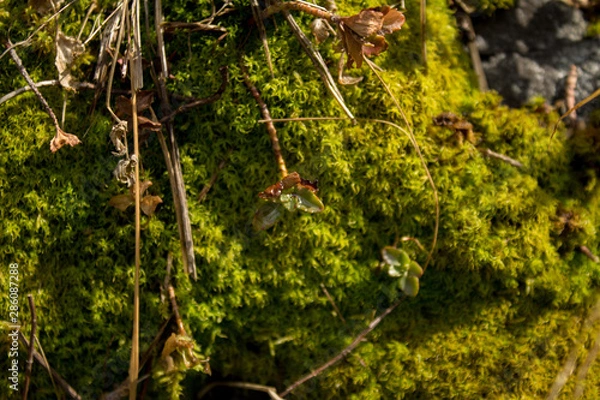 Obraz grapes on the vine