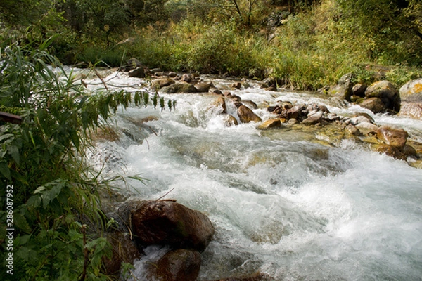 Obraz waterfall in forest