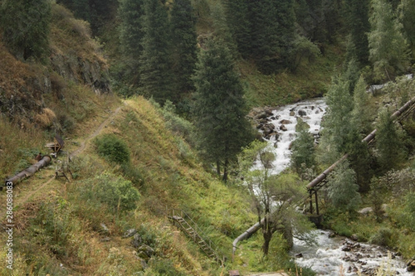 Obraz stream in forest