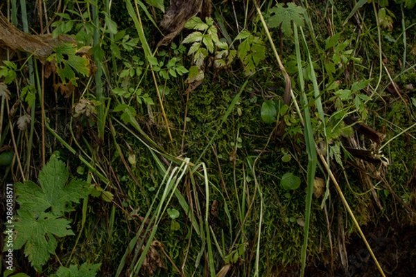 Obraz grass with water drops
