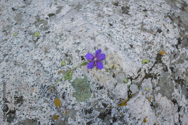Obraz blue flowers on stone