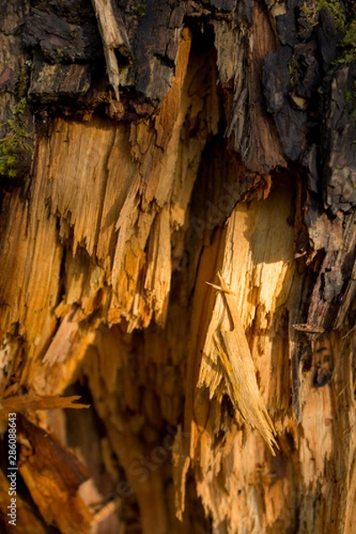 Obraz bark of a tree